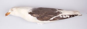 Media type: image;   Ornithology 250175